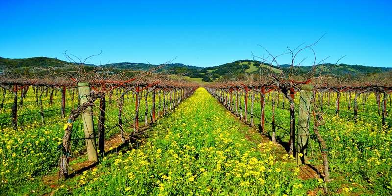 Plan the Perfect First Visit to Sonoma